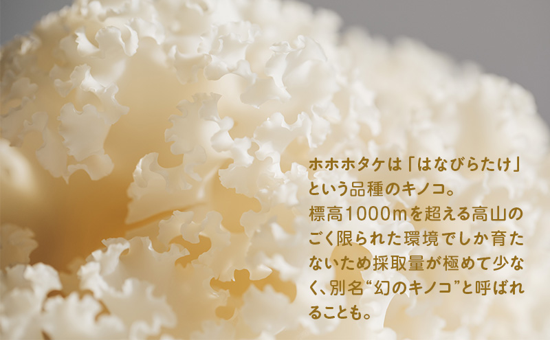 ホホホタケ はなびらたけ 80g 10パック 幻のきのこ ハナビラタケ 幻 きのこ キノコ すき焼き アヒージョ 天ぷら スープ 静岡 静岡県 島田市