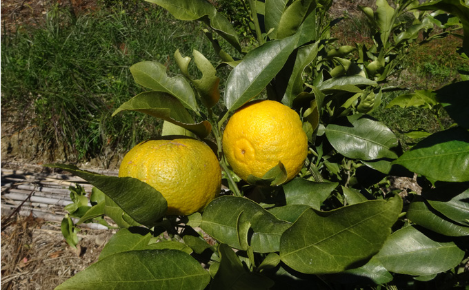 花粉対策 大井川じゃばらマーマレード 1ヵ月分（140g×4瓶）セット ジャム 果汁飲料 ジュース 花粉症 柑橘 自然作物 妊婦 効果