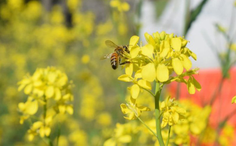 種類おまかせ！季節の天然はちみつ おすすめ食べ比べ2種セット（中瓶220g×2個）ハチミツ 蜂蜜 セット 島田市 静岡県