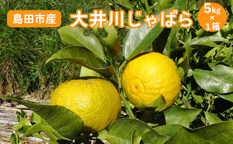 【2025年11月下旬より順次発送】 大井川 じゃばら 5kg×1箱 【 数量限定 ！】　花粉症 対策 柑橘 果物 フルーツ 柑橘類 花粉症状の緩和