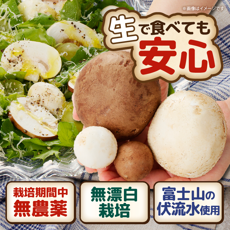 長谷川農産の美味しいマッシュルームセット 無農薬・無漂白栽培 富士山麓 マッシュルームファーム 産地直送 高品質 きのこ キノコ ギフト 長谷川農産 静岡県 富士市 野菜(1039)