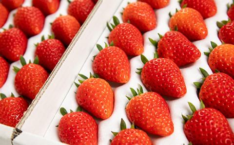 先行受付/2025年12月上旬発送開始!抜群の美味しさ!静岡限定:きらぴ香いちご大粒18粒×2パック【配送不可地域：離島・北海道・沖縄県・東北・中国・四国・九州】