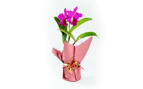 洋ラン　カトレア　2輪咲　鉢物