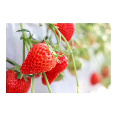 【化粧箱入り】静岡県産『紅ほっぺ』400g(12粒または15粒)【配送不可地域：離島】