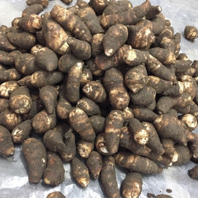 今だけの旬野菜・伝統的高級京野菜!調理も簡単なきぬかつぎで! 海老芋 孫芋バラ 3kg