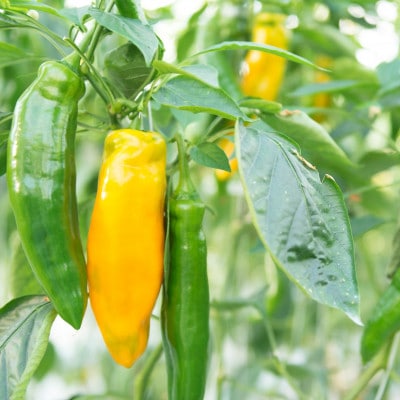 フルーツのような甘さ　プリンセスパプリカ極甘　大満足12本セット【配送不可地域：離島】