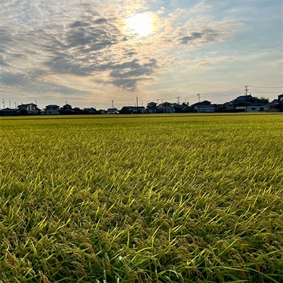 【新米先行受付】R8年産 新米 にこまる 白米 10kg 静岡県磐田市産