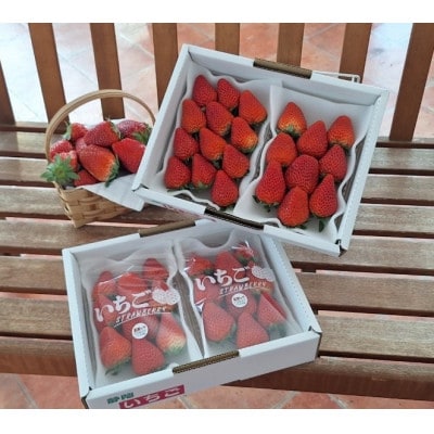 【年内発送】完熟・採れたてイチゴ「紅ほっぺ」大粒1.2kg(300g×4P)【配送不可地域：離島・北海道・沖縄県・東北・中国・四国・九州】