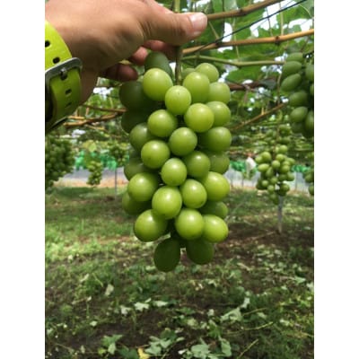 【先行受付】【150口限定】シャインマスカット　2房(2026年9月上旬～中旬発送予定)【配送不可地域：離島】