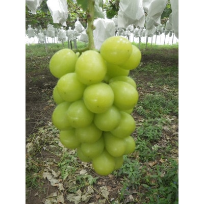 【先行受付】【150口限定】シャインマスカット　2房(2026年9月中旬～下旬発送予定)【配送不可地域：離島】