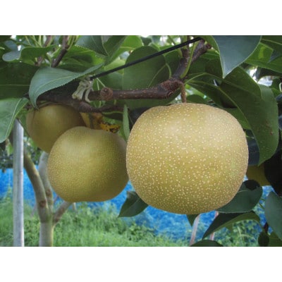 【先行受付】【100口限定】梨『幸水』(2026年8月上～中旬発送予定)【配送不可地域：離島】