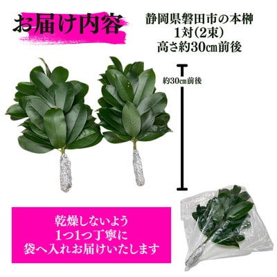 静岡県産磐田市　出世榊　本榊　純国産　さかき1対(2束)※1日交換に間に合うように配送