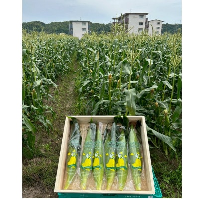 【2026年6月～7月順次発送】とうもろこし 12本 甘々娘(A品) 朝採り スイートコーン【配送不可地域：離島・北海道・沖縄県・東北・中国・四国・九州】