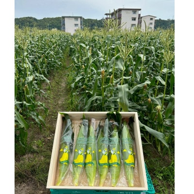 【2026年6月～7月順次発送】とうもろこし 約5kg 甘々娘(訳あり) 朝採り スイートコーン【配送不可地域：離島・北海道・沖縄県・東北・中国・四国・九州】