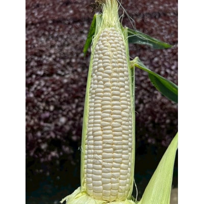 【2026年6月～7月順次発送】とうもろこし ホワイト 12本 A品 朝採り スイートコーン雪の妖精【配送不可地域：離島・北海道・沖縄県・東北・中国・四国・九州】