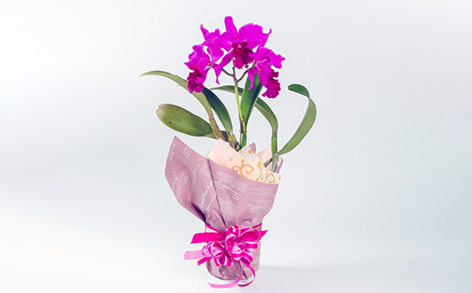 洋ラン　カトレア　3輪咲　鉢物