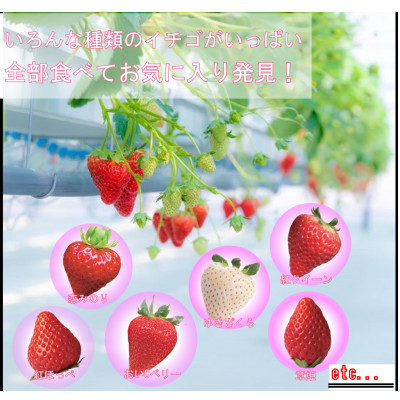 最大11品種食べ比べ!　いちご空中農園いわた　いちご狩り入園券　45分間食べ放題