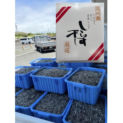 釜揚げしらす 1kg 化粧箱【配送不可地域：離島】