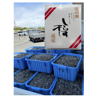 釜揚げしらす 500g 化粧箱入り【配送不可地域：離島】