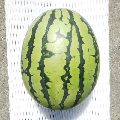 【先行受付/2026年8月上旬より発送】1玉!夏を思いっきり楽しむ!シャリ感抜群!スイカ【ぷちっと】【配送不可地域：離島・北海道・沖縄県】