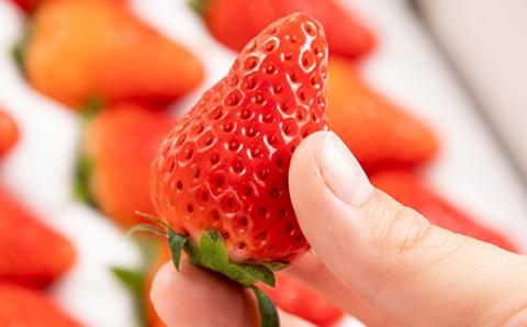 先行受付/2025年12月上旬発送開始!抜群の美味しさ!静岡限定:きらぴ香いちご大粒18粒×2パック【配送不可地域：離島・北海道・沖縄県・東北・中国・四国・九州】