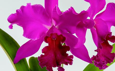 洋ラン　カトレア　2輪咲　鉢物