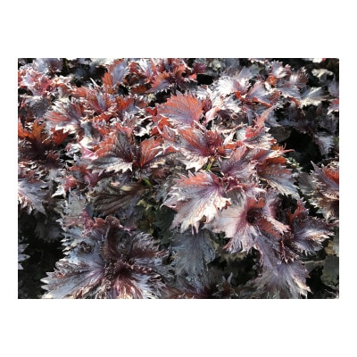 無添加しそジュース500ml×6本