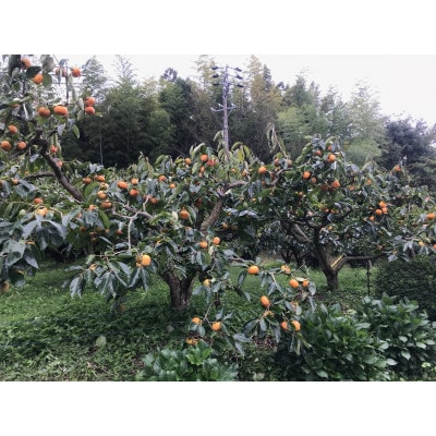 磐田市敷地産　次郎柿　4.5kg～5.5kg(12粒～18粒)