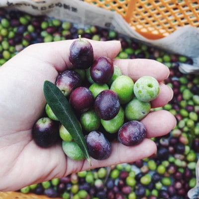 磐田市産エキストラバージン・オリーブオイル100ml ＆ オリーブ茶2g×5包