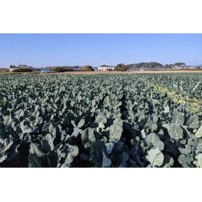 ブロッコリーの茎を使ったスープ　5個セット