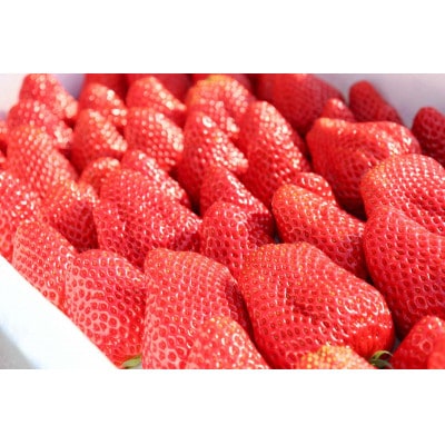 【化粧箱入り】静岡県産『紅ほっぺ』400g(12粒または15粒)【配送不可地域：離島】