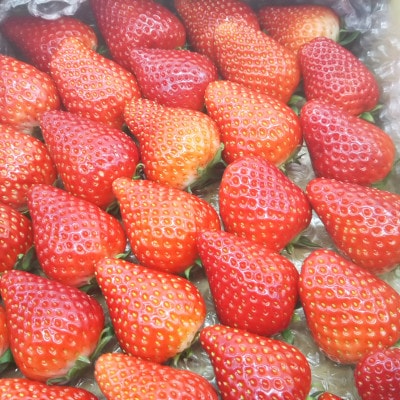 大粒18粒×4パック!先行受付/2025年12月上旬発送開始!抜群の美味しさ!静岡限定きらぴ香いちご【配送不可地域：離島・北海道・沖縄県・東北・中国・四国・九州】