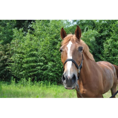 初めての乗馬体験1回コース(1名様)