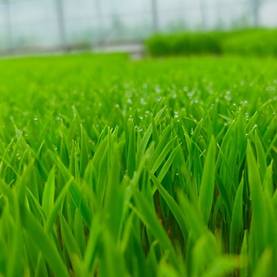 【新米先行受付】R8年産 新米 にこまる 白米 10kg 静岡県磐田市産