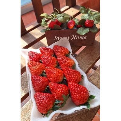 【年内発送】完熟・採れたてイチゴ「紅ほっぺ」大粒1.2kg(300g×4P)【配送不可地域：離島・北海道・沖縄県・東北・中国・四国・九州】