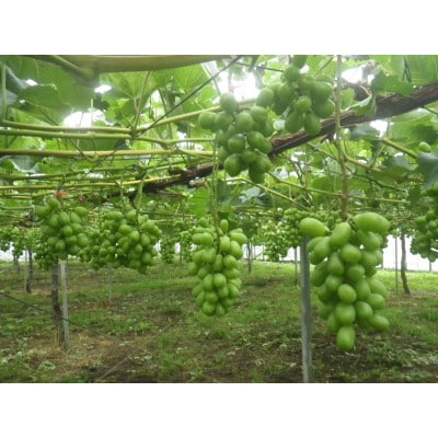 【先行受付】【150口限定】シャインマスカット　2房(2026年9月上旬～中旬発送予定)【配送不可地域：離島】