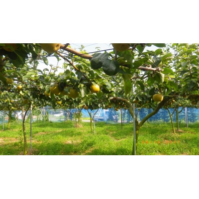 【先行受付】【100口限定】梨『幸水』(2026年8月上～中旬発送予定)【配送不可地域：離島】