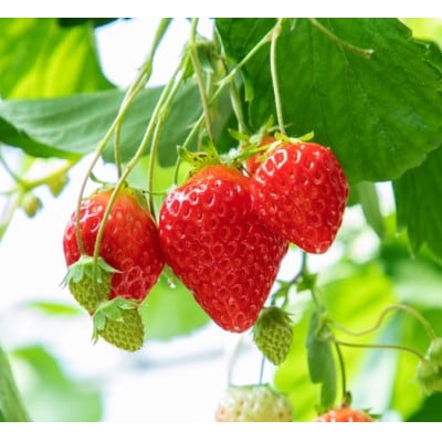 【いちご空中農園いわた】【きらぴ香】【期間限定】大粒 8～15玉×2パック ギフトBOX入り【配送不可地域：離島】