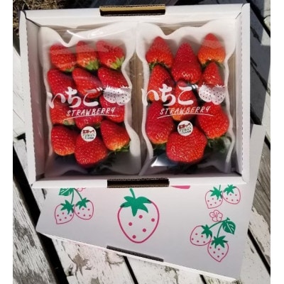【12月下旬より順次発送】完熟・採れたてイチゴ「紅ほっぺ」中～大粒300g×2パック【配送不可地域：離島・北海道・沖縄県・東北・中国・四国・九州】