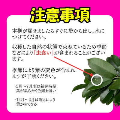 静岡県産磐田市　出世榊　本榊　純国産　さかき1対(2束)※1日交換に間に合うように配送