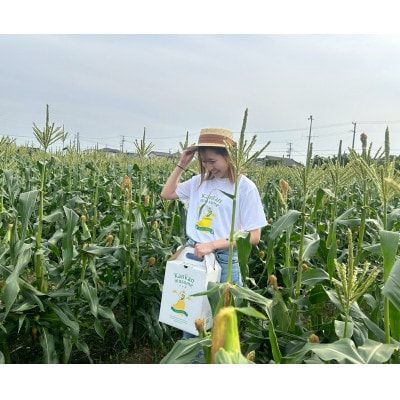 【2026年6月～7月順次発送】とうもろこし 6本 甘々娘(A品) 朝採り スイートコーン【配送不可地域：離島・北海道・沖縄県・東北・中国・四国・九州】