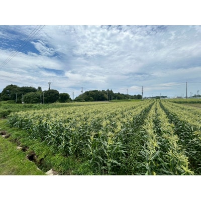 【2026年6月～7月順次発送】とうもろこし ホワイト 12本 A品 朝採り スイートコーン雪の妖精【配送不可地域：離島・北海道・沖縄県・東北・中国・四国・九州】