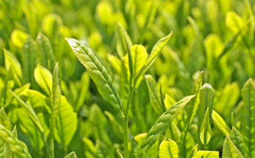 静岡県磐田市産の一番茶葉100%使用!どうまい缶飲料「いわた茶缶」(300gボトル缶×24)