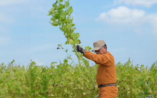 静岡県磐田市産　生搾りえごま油 4本