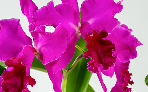 洋ラン　カトレア　3輪咲　鉢物