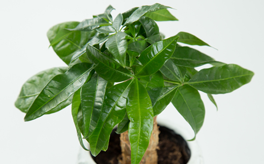 運気アップのインドアグリーン「パキラ」