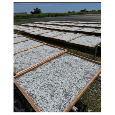 釜揚げしらす 500g 化粧箱入り【配送不可地域：離島】