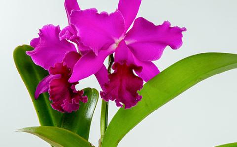 洋ラン　カトレア　2輪咲　鉢物