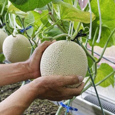 静岡県産高級マスクメロン2玉　桐箱入(山級)【配送不可地域：離島・北海道・沖縄県・東北・中国・四国・九州】