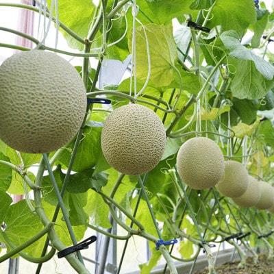 訳あり静岡温室マスクメロン1個入【配送不可地域：離島・北海道・沖縄県】